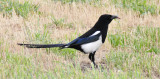 magpie with worm _DSC8582.jpg