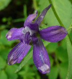 Upland Larkspur - East Mink Trail P1030807.jpg