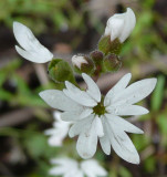 Prairie Star or a Relative P1030816.jpg