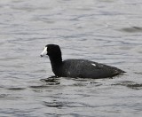 coot at Camas NWR _DSC8676.JPG