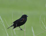 red-winged blackbird _DSC8648.JPG