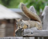 Red squirrel in virginia city _DSC9255.JPG