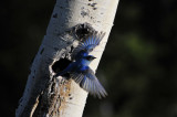 mountain bluebird leaving nest hole at yellowstone _DSC9916.JPG