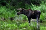 Moose in Glacier Park smallfile _DSC0337.JPG