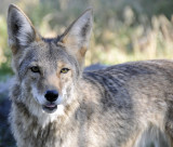 coyote at pocatello zoo small _DSC1753.jpg