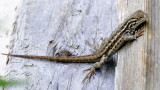 Wild Lizard at Home _DSC1605.JPG