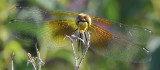 dragonfly at skippers pocatello _DSC2343.jpg