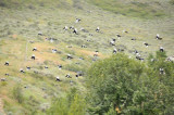 magpies behind our house flying next to Chinese Peak _DSC2642.jpg