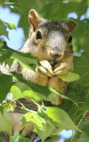 An Idaho State University College of Engineering fox squirrel (ISUCoEfs) _DSC3393.JPG