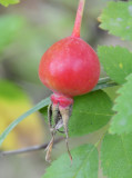 rose fruit east fork mink creek trail scout mountain pocatello _DSC3728.jpg