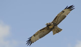 hawk in flight at home cropped smallfile _DSC1240.jpg