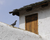 Fort Hall Replica with Resident Pigeon _DSC1705.jpg