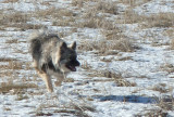 Wolfi P1040236.jpg