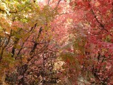 Autumn is Beginning Here in Pocatello - City Creek Area DSCF6005.jpg