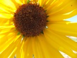 sunflower DSCF5892.jpg