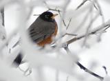 robin _DSC0181.jpg