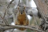 ISU Fox Squirrel _DSC0609.JPG