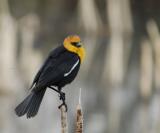 yellow-headed and -chested black bird smallfile _DSC0130.jpg
