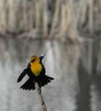 yellow-headed and -chested black-bird _DSC0237.jpg