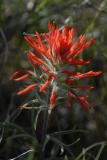 Paintbrush at Black Rock Canyon _DSC0024.jpg