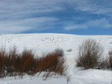 Winter Scene at Home - Willows at West Fork Rapid Creek IMG_0825.jpg