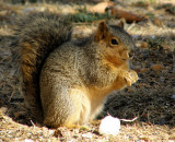 Chunky ISU College of Engineering Fox Squirrel P2190044.jpg