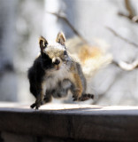 Red Squirrel - Pregnant and on the Move _DSC3250.jpg