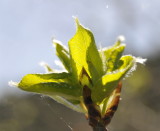 New Aspen Leaves with Web _DSC3409.jpg