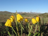 Yellow Bells IMG_1120.jpg