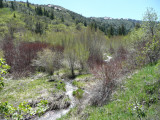 Gibson Jack Creek - Spring Scene - P1020585.jpg