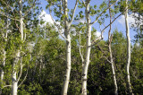 Aspen near Inkom _DSC3781.jpg