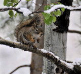 red squirrel with late may snow _DSC3709.jpg