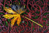 Autumn leaf on the fence ~*