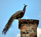 Peacock on chimney