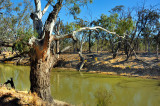 Murray River drought
