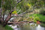 Creek at Bacchus Marsh