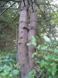 Walden Pond - Concord, Mass. (Hugging Trees)