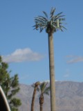 Yep, this is the fake palm tree (radio tower)