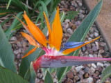(Love the contrast of the snow photos and the bird of paradise on the same day)