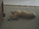 Exhausting field trip - time for me to take some zzzzzzzzzzzzzzzzzzzzzzz! Maybe a trip to the dog park next?