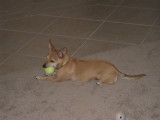 Once I catch a tennis ball I just cant let go!