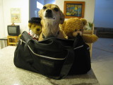 Zelda's Incredible Vacation!