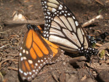 mating on the ground, El Rosario
