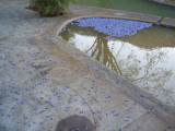 mineral pool, jacaranda blossoms, Agua Blanca
