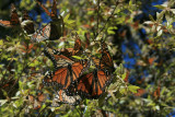 monarchs on a bush, Cerro Pelon