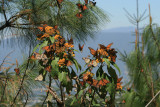 monarchs and mountains, Cerro Pelon