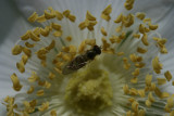 iridescent fly, rose stamen tops