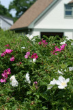 wild roses, Rose Point Road