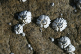 Waldo Point, barnacles