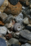 snail shells, Waldo Point